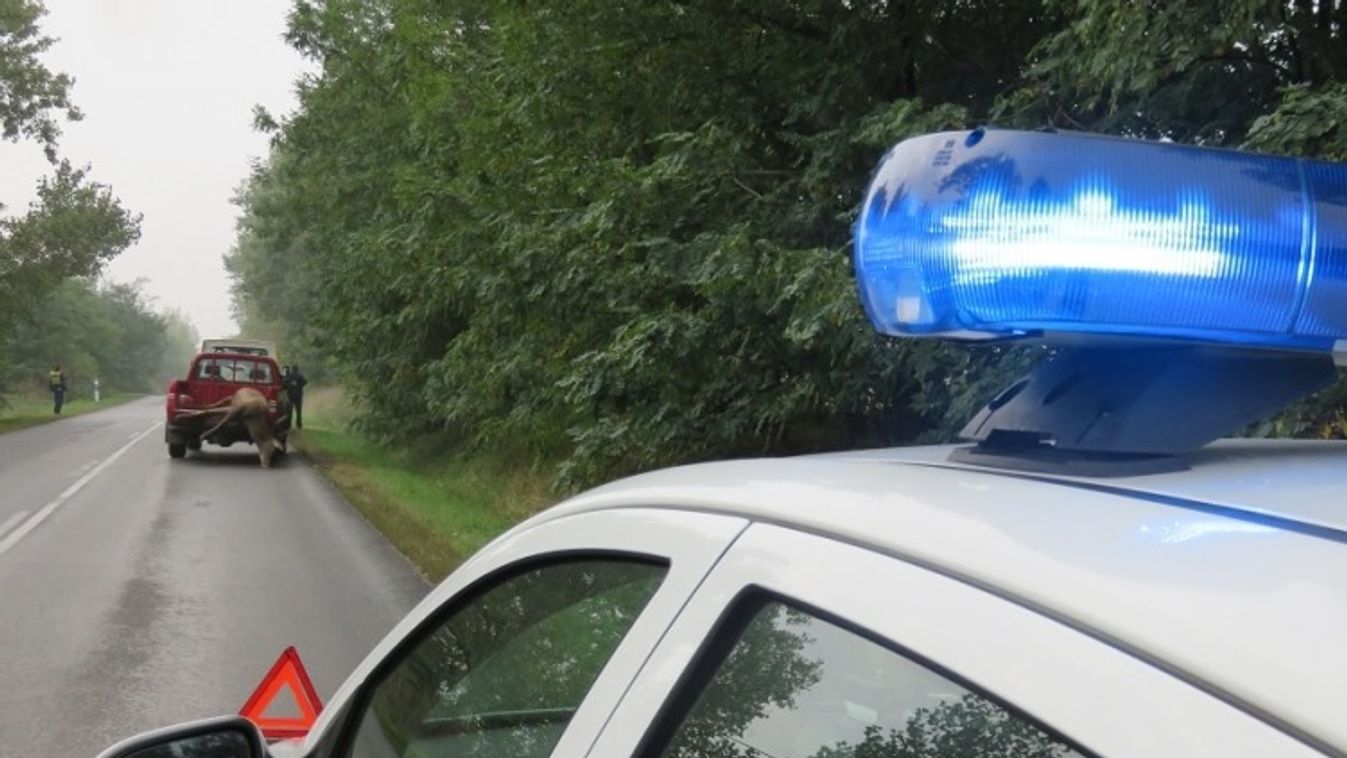 Indul a szezon! – Szarvasveszély az utakon