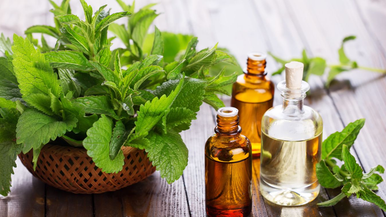 Ha félünk a pókoktól... – Az erős aromájú növények távol tartják a nyolclábúakat