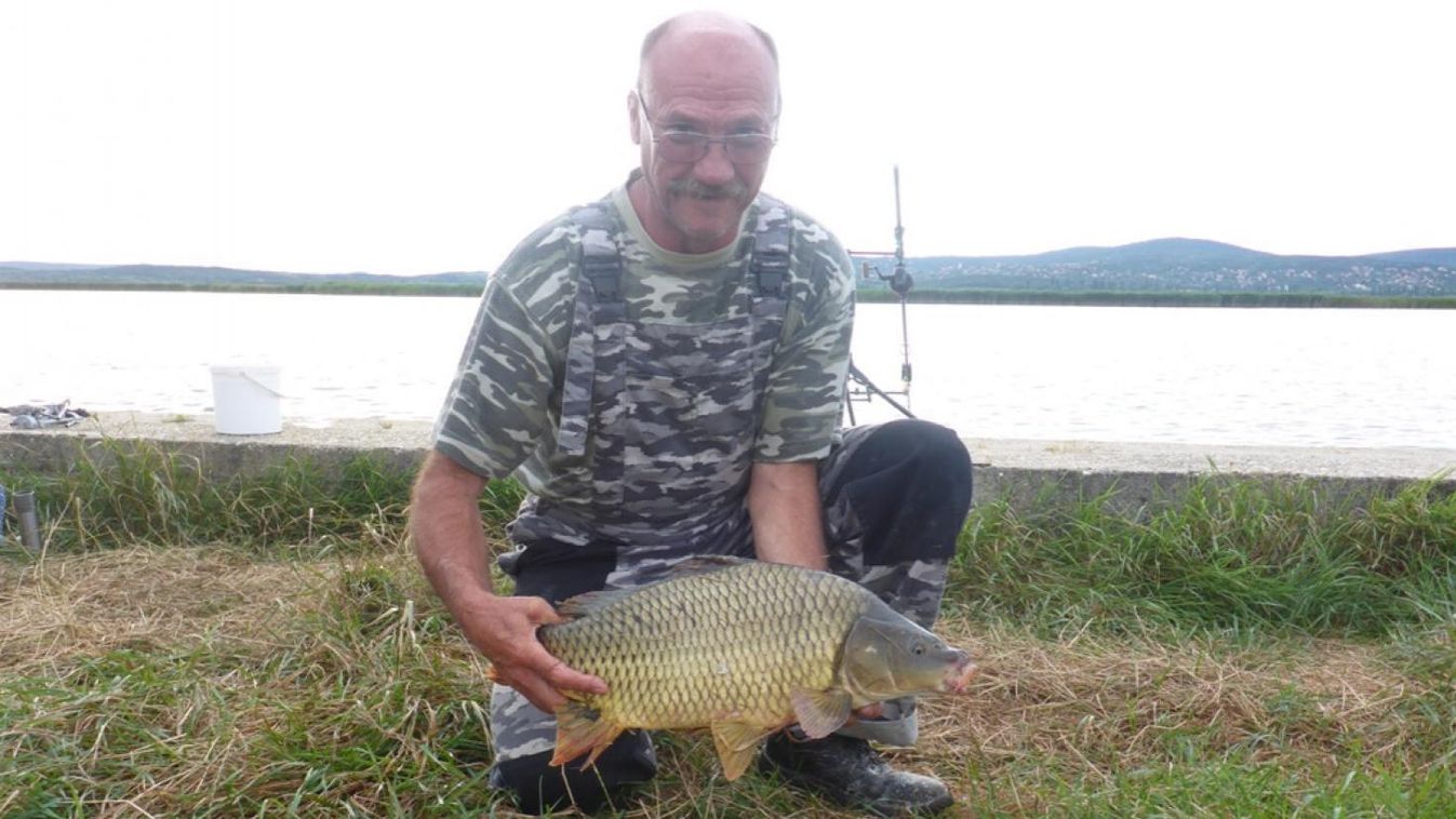 Harapnak a méretes pontyok a Velencei-tónál