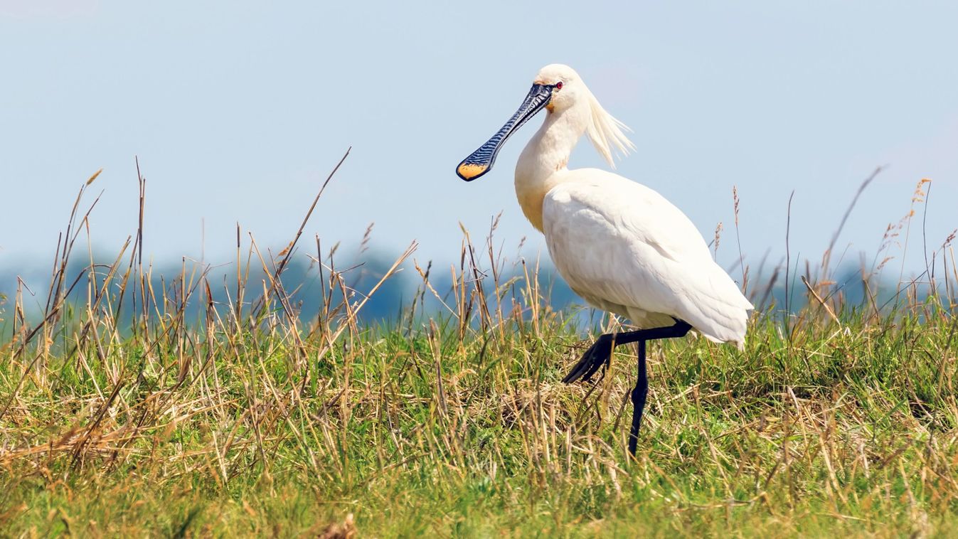 Már 14 kanalasgém kapott jeladót a Kiskunsági Nemzeti Park területein