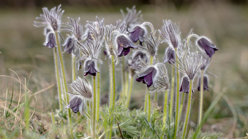 This is how the most beautiful “black widows” of spring announce spring in Pákozd Pagony