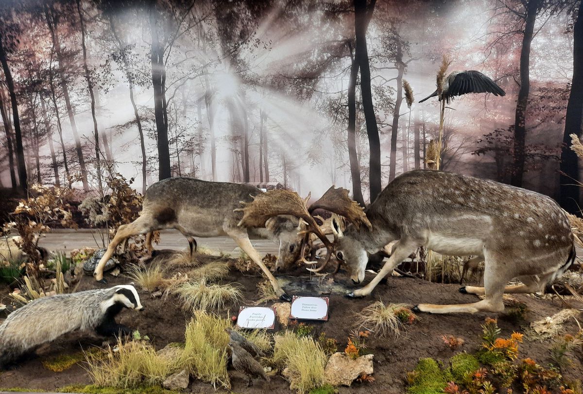 A vadgazdálkodás a vadászat egyik eszköze, csak ezt sokan nem tudják, vagy elfelejtik, hangsúlyozza a kevés magyar vadásznők egyike. A képen Piros Edit első állandó kiállításának egy részlete látható 