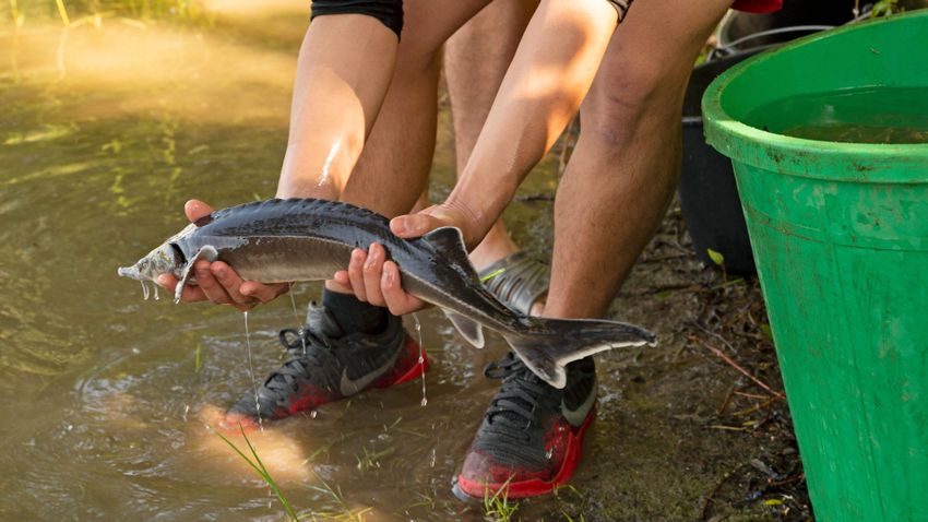 The Fish of the Year voting will be held again