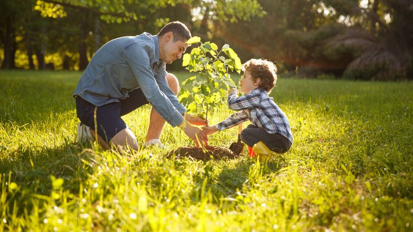 Hungary’s tree-covered area is constantly expanding (infographic)