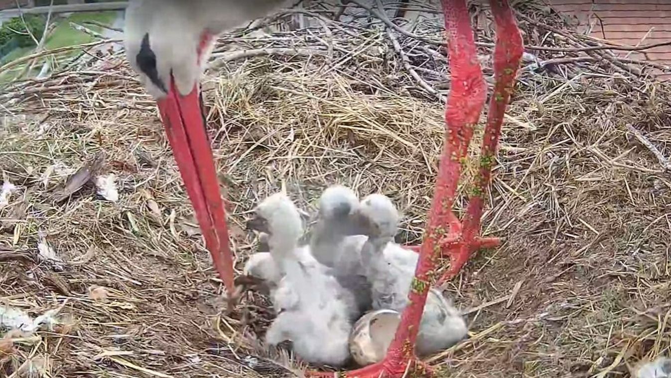 Kameraképen egy teljes seregélyesi gólyacsalád élete (Videó!)