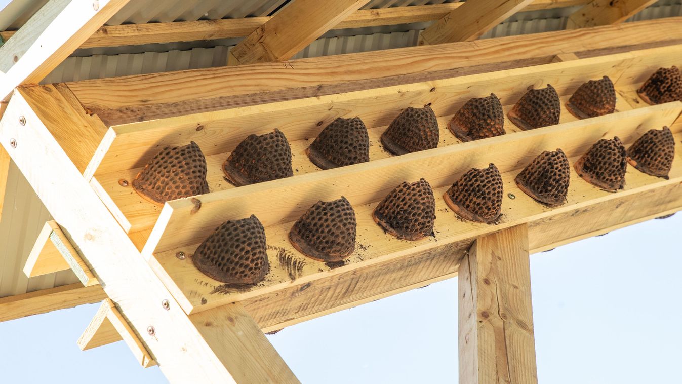 The swallows found a hotel in Székesfehérvár