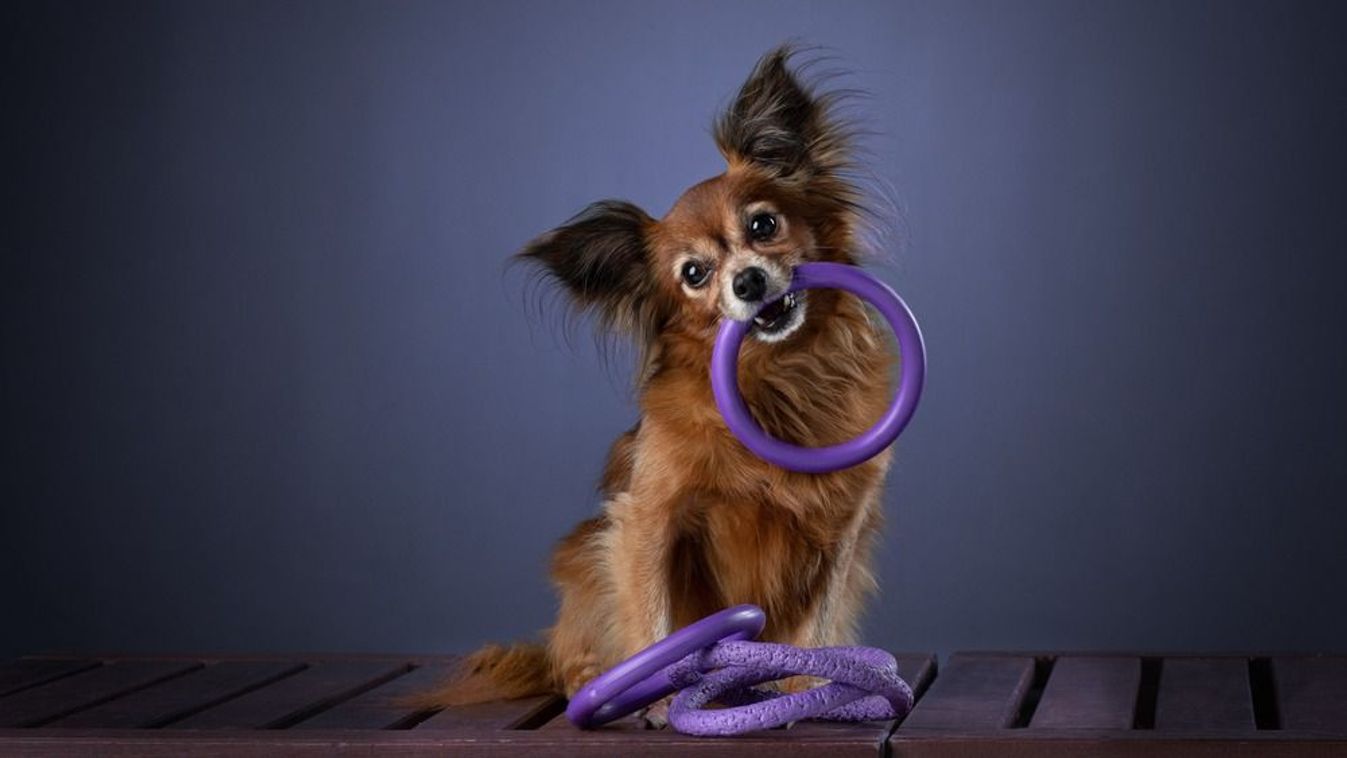 A breeder beat his canine so badly on the present that he was banned from additional competitors