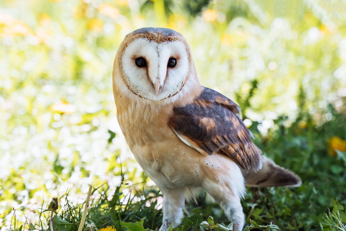 Owl,Barn,(lat.,Tyto,Alba),,A,Species,Of,Bird,Of