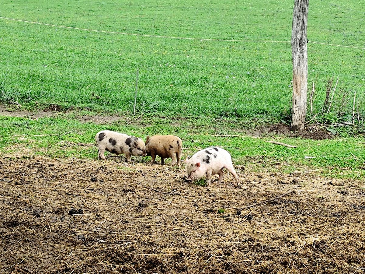 Összegyűlt_a _pénz_Dog_plusz_farm