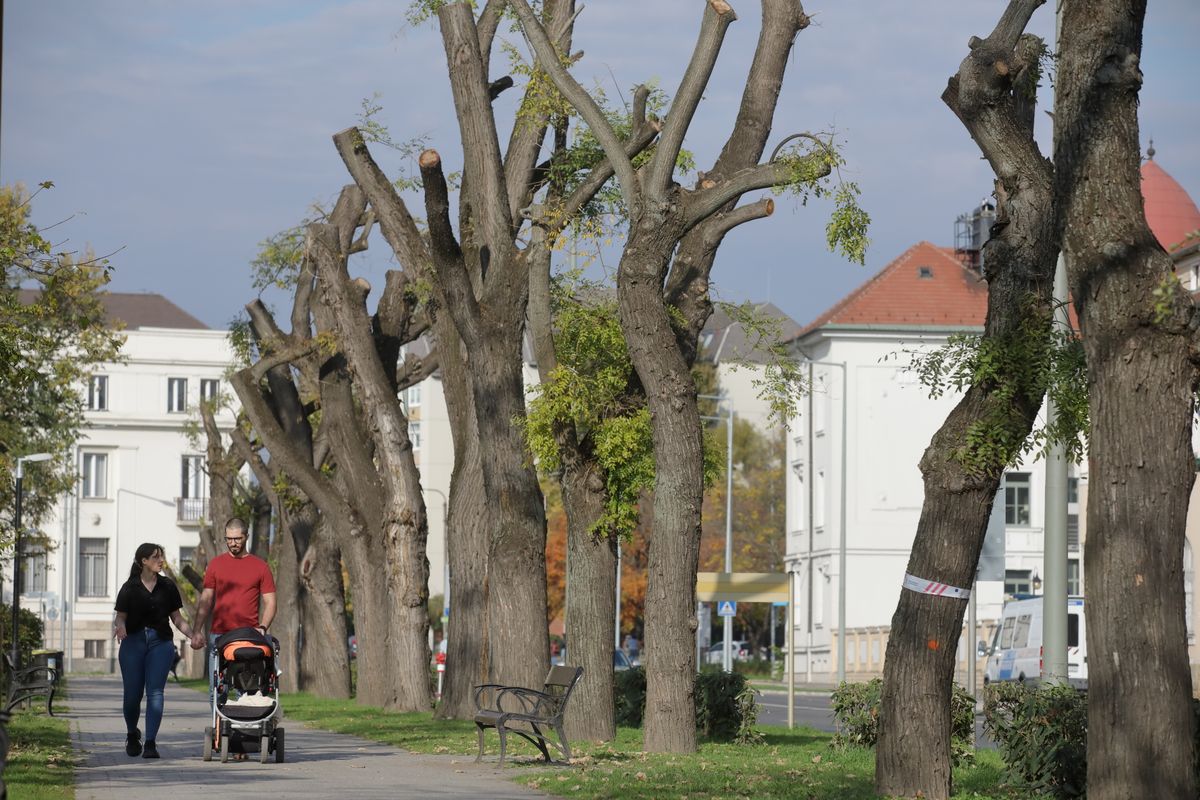 Döntöttek a Zichy liget fáinak kivágásáról