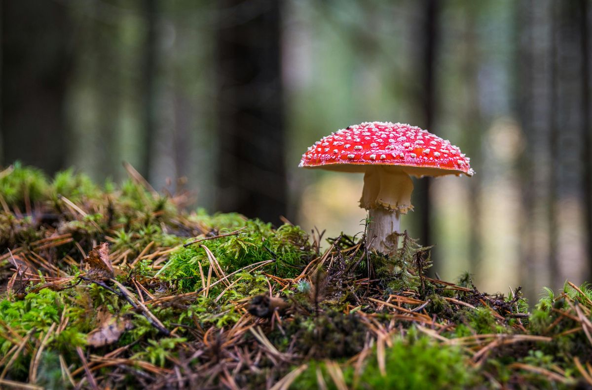 Csábító, de a gombamérgezés tüneteit elkerülve laikusként ne szedjünk gombát !