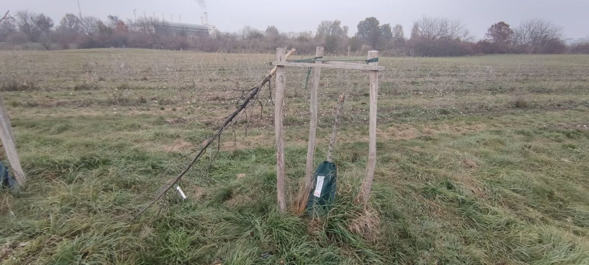 Az Alsóvárosi rét fiatal fáit a nyári aszály károsította, garanciális pótlás várható.