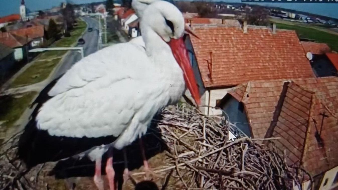 Kamera előtt egy gólyacsalád élete