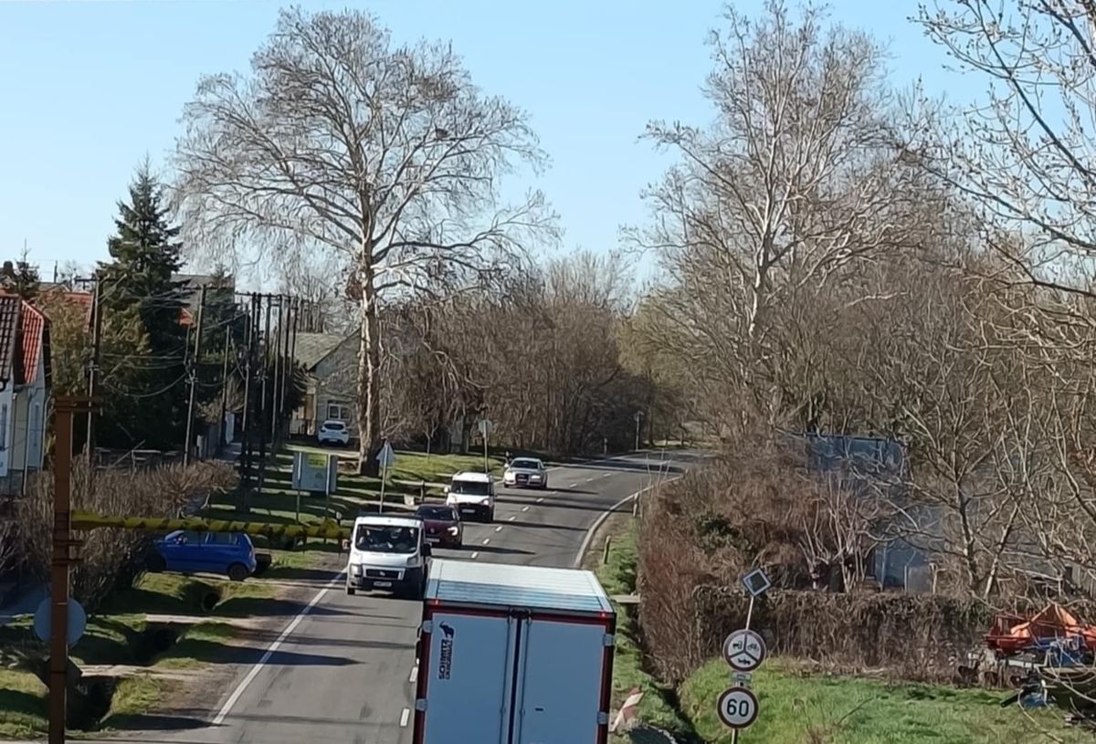 Egészséges platán és más fafajta is menne a tűzre, a számtalan évgyűrűikkel együtt, de megpróbálták megállítani a folyamatot, sikerrel.