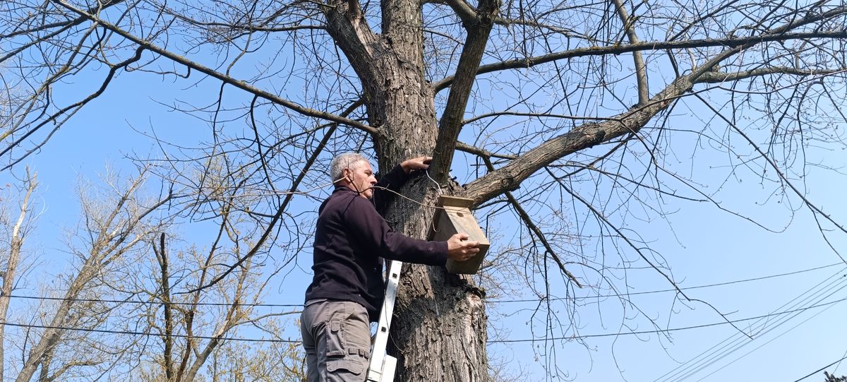 Összesen 60 madárodú került különböző helyekre a településen