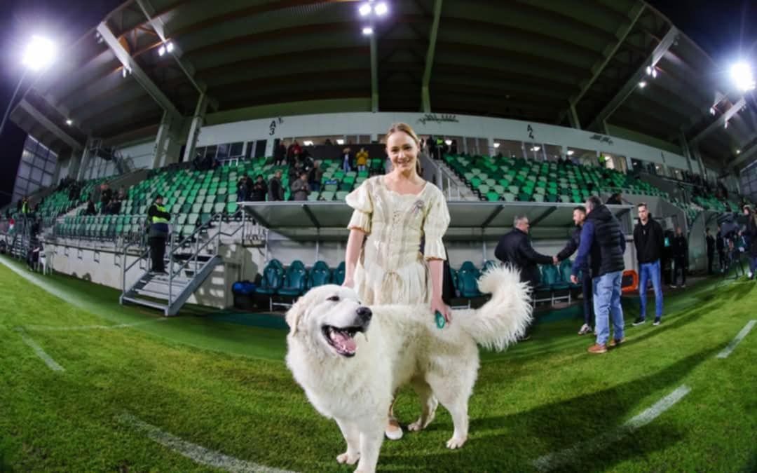 Az alsószentiváni kuvasz, Hunor, a Paksi FC kabalaállata Kabát Péterrel találkozott. A fotó sem maradhatott el az Újpest FC ikonjával.