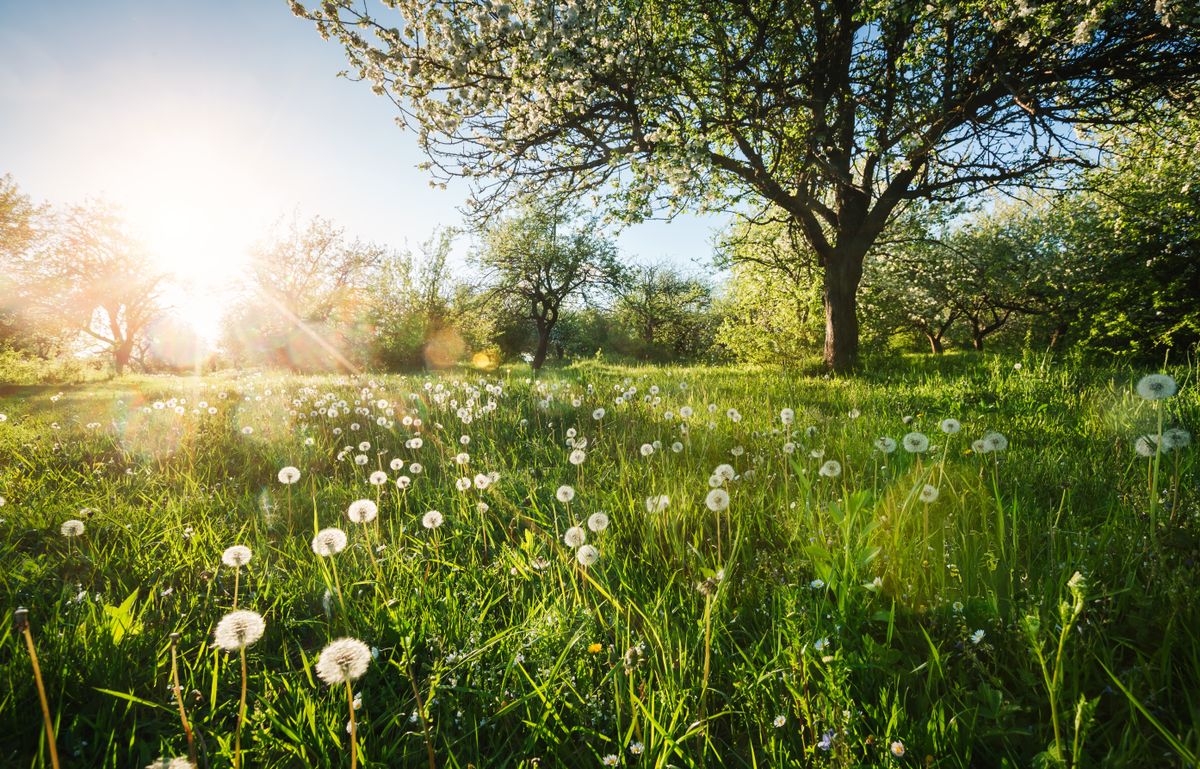 Sunbeams,Illuminate,Dandelions,On,A,Green,Lawn,In,A,Spring