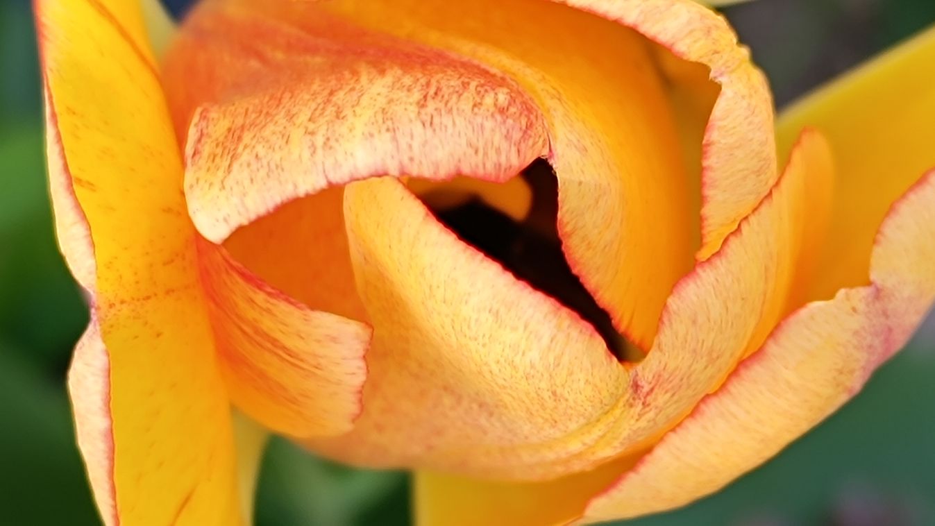 Tulipánszeddmagad adja az otthon tavaszát