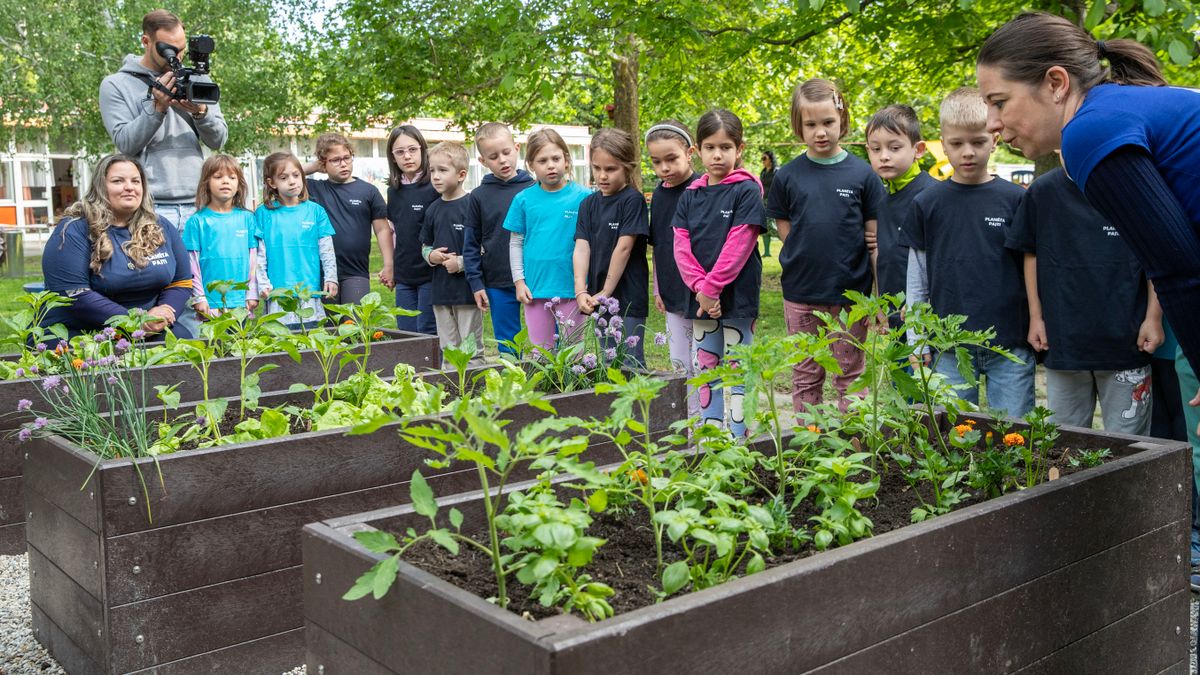 Planéta Pajti Program