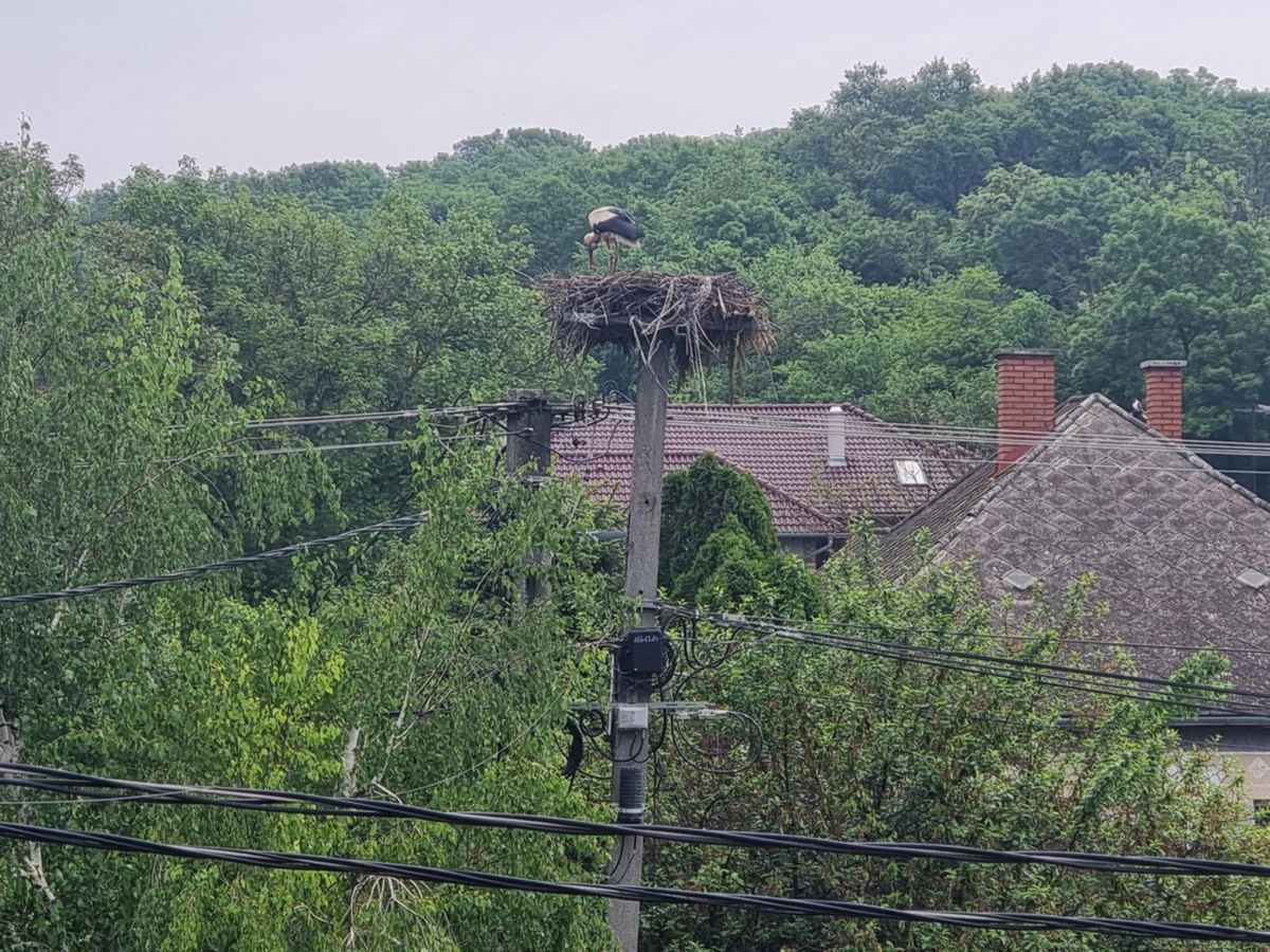 Szívszaggató reggelre ébredtek Válon, súlyos veszteség érte a települést. Újabb gólya szenvedett halálos áramütést kedden éjszaka. Az EON reagált.