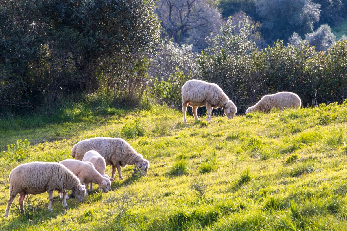 A,Group,Of,White,Sheep,Grazing,In,The,Field,On