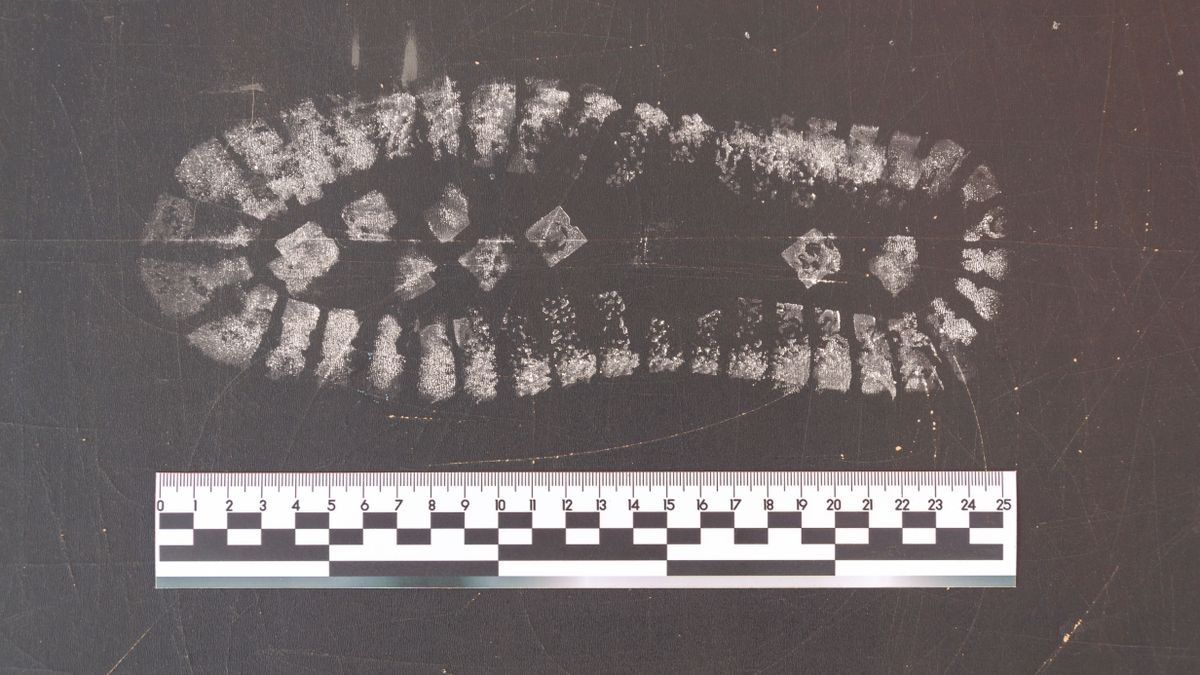 Ismeretlen holttesteket keresnek a rendőrök Székesfehérváron is