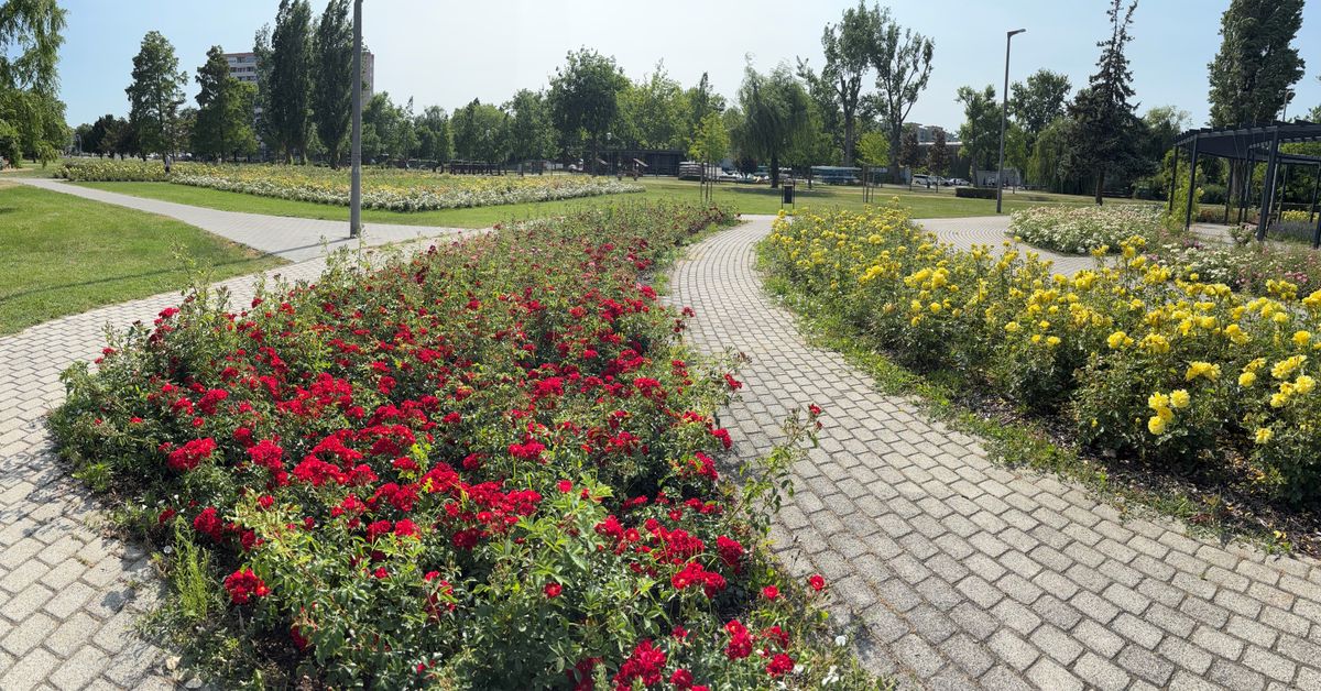 rózsa