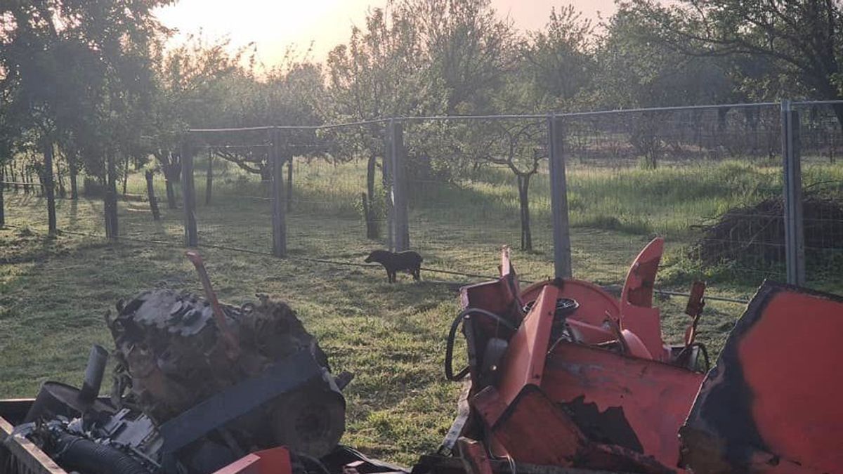 Vérengző fenevad tartja rettegésben a település lakóit