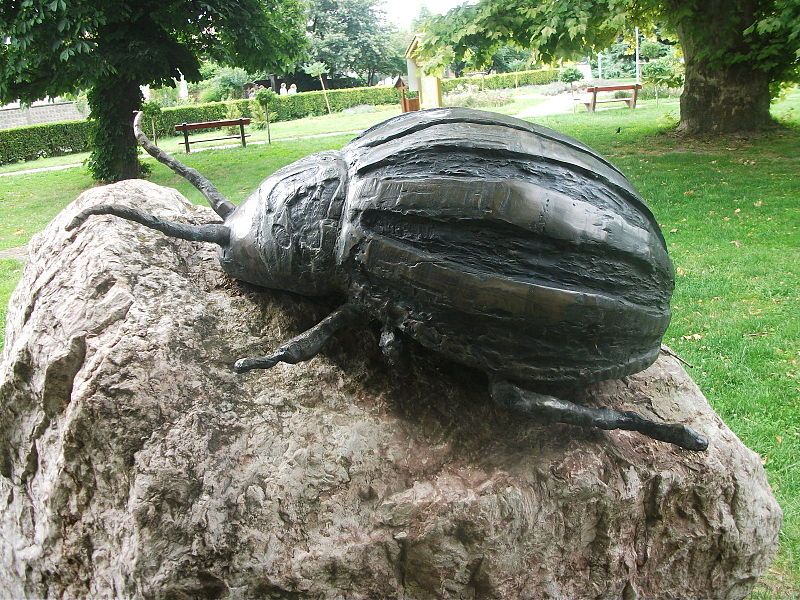 Krumplibogár