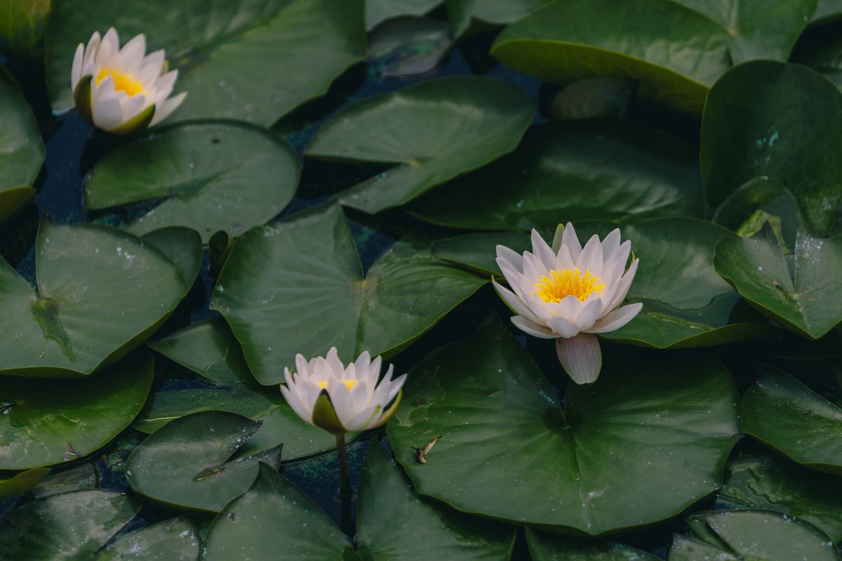 Water,Lily,Flower,With,Green,Leaves.,Water,Lilies,Or,Lotus