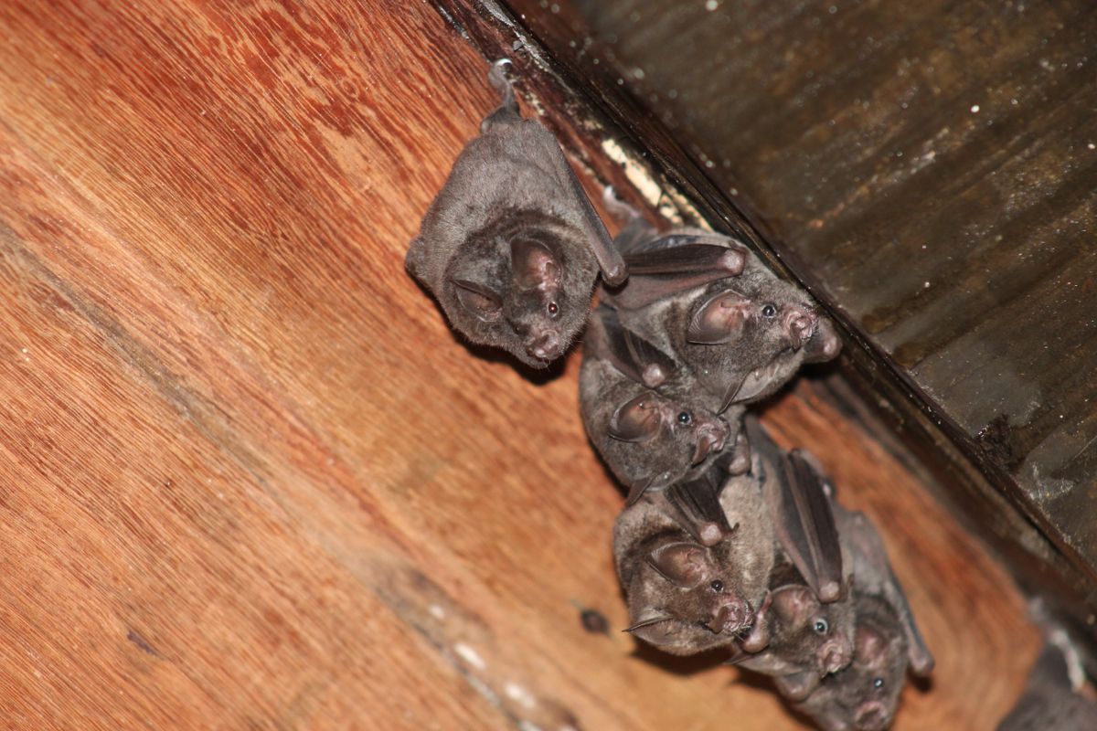 Bats,In,The,Attic,Of,Abandoned,House.