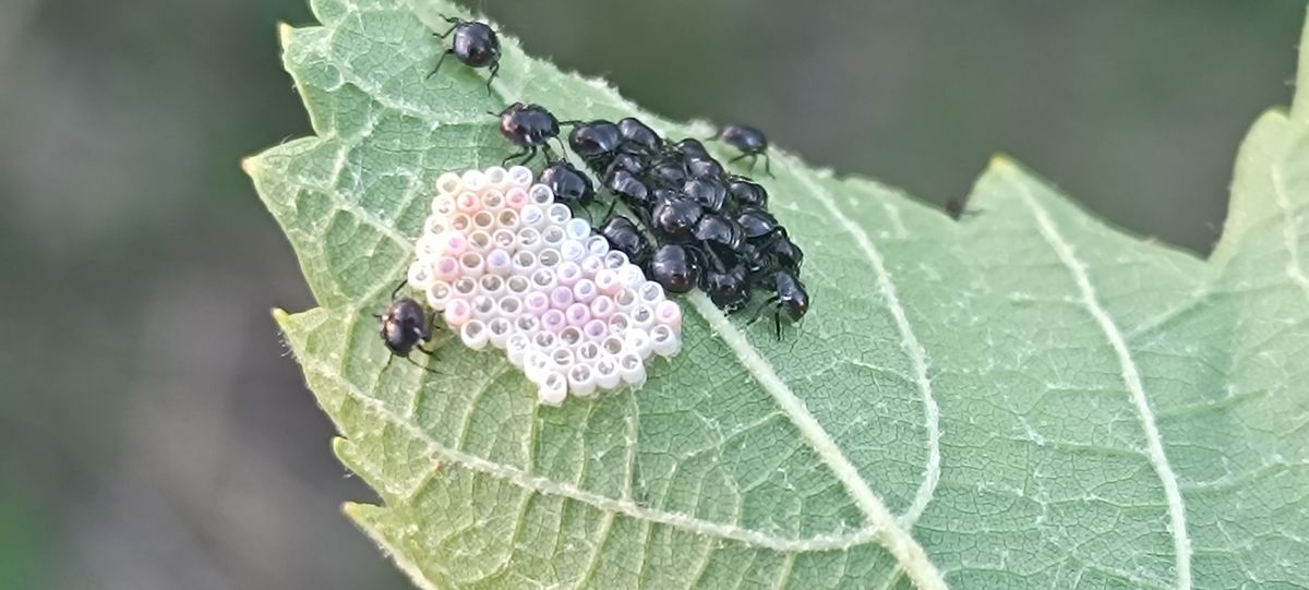 A szőlőlevél fonákján az ázsiai márványos poloska (Halyomorpha halys) tojásai és kikelt nimfái
