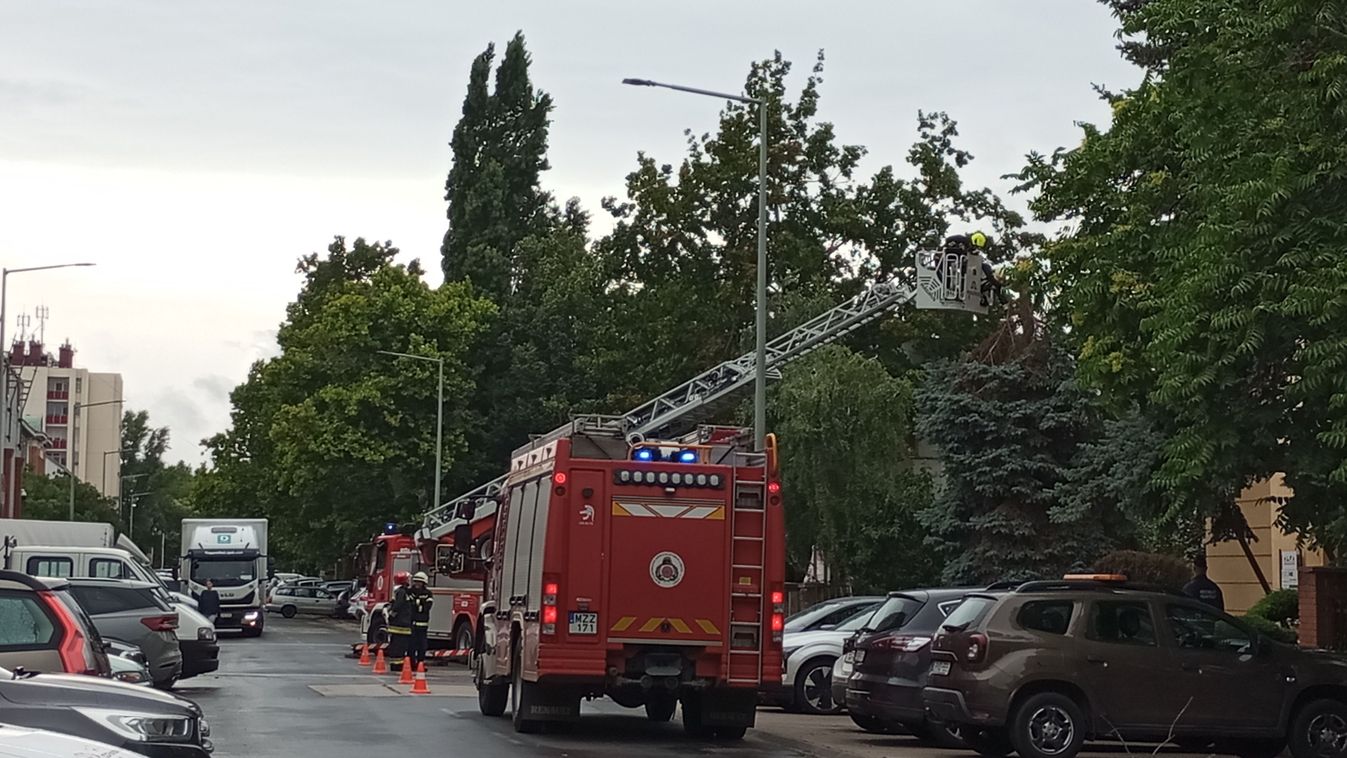 Életveszély a belvárosban: teljes útzár mellett vágták ki a hatalmas fenyőfát! (Videó)