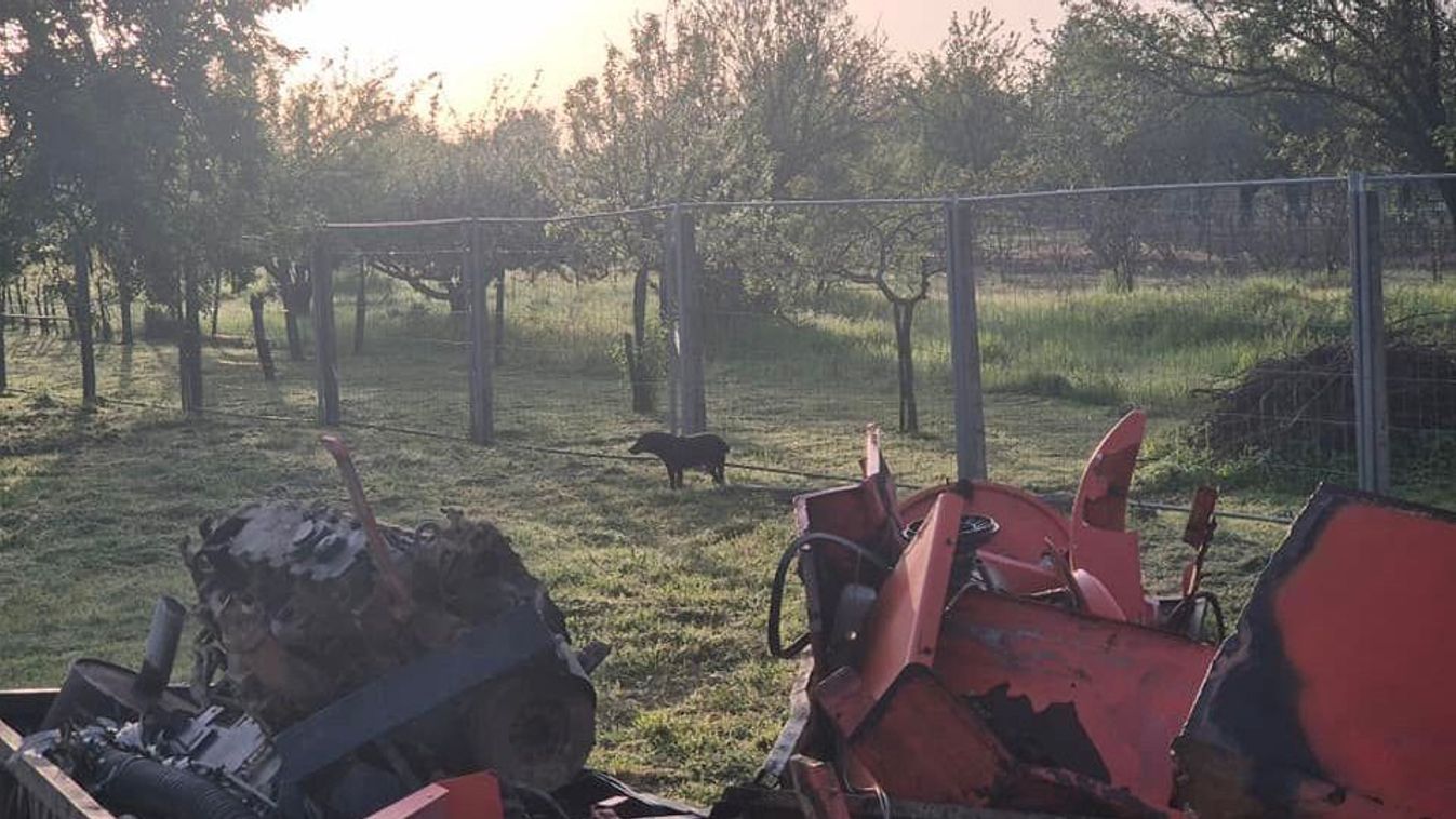 Vérengző fenevad tartja rettegésben a település lakóit