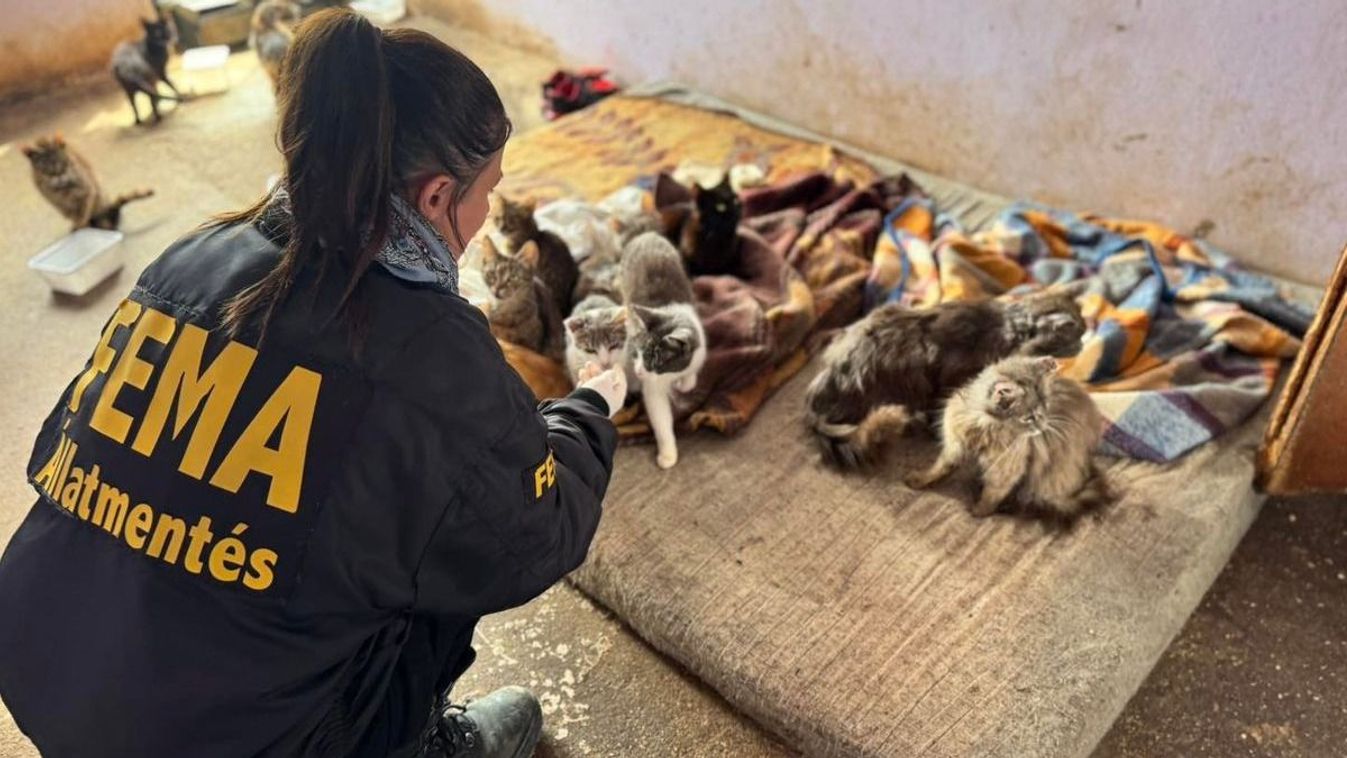 Állatkínzás gyermekkorban: mi áll mögötte, és mit tehet a pedagógus?