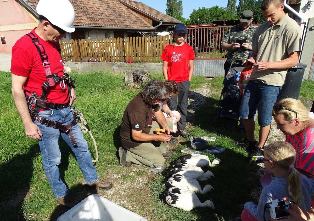 Három éve gyűrűzte meg Fenyvesi László - Most előkerült a gólya