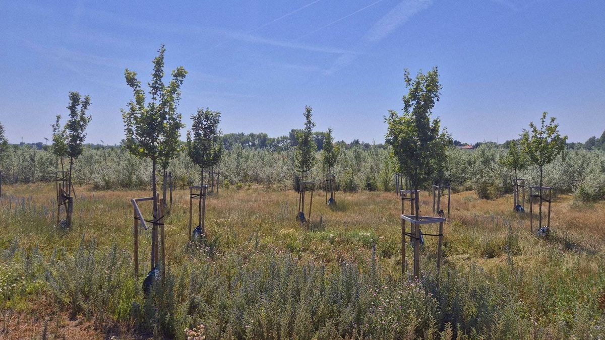 Nem véletlen, hogy üresen maradnak egyes helyek – ezt tudni kell a faültetésről a városban