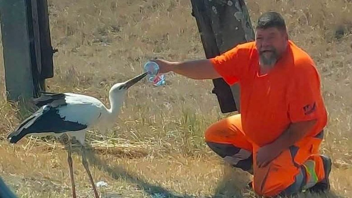 Látta? A gólyát megitató közutast keresi a móri wellnesshotel! (videó)