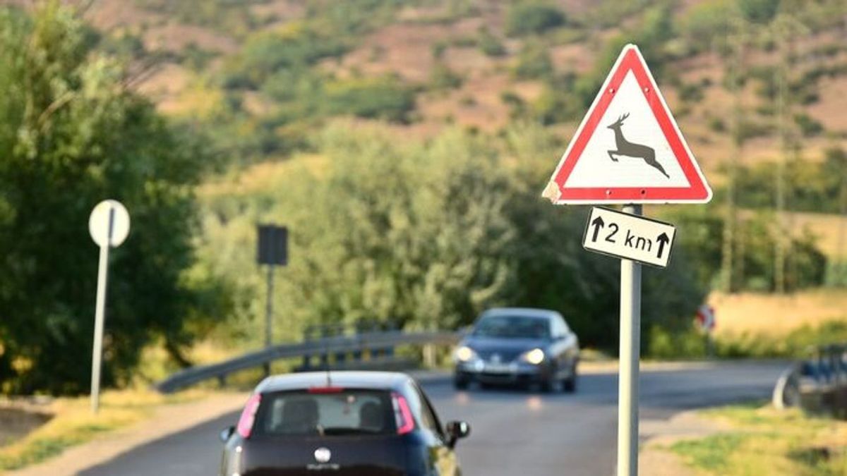 Vad ugrott az autód elé? Sok(k)ba kerülhet, ha ezeket elmulasztod!