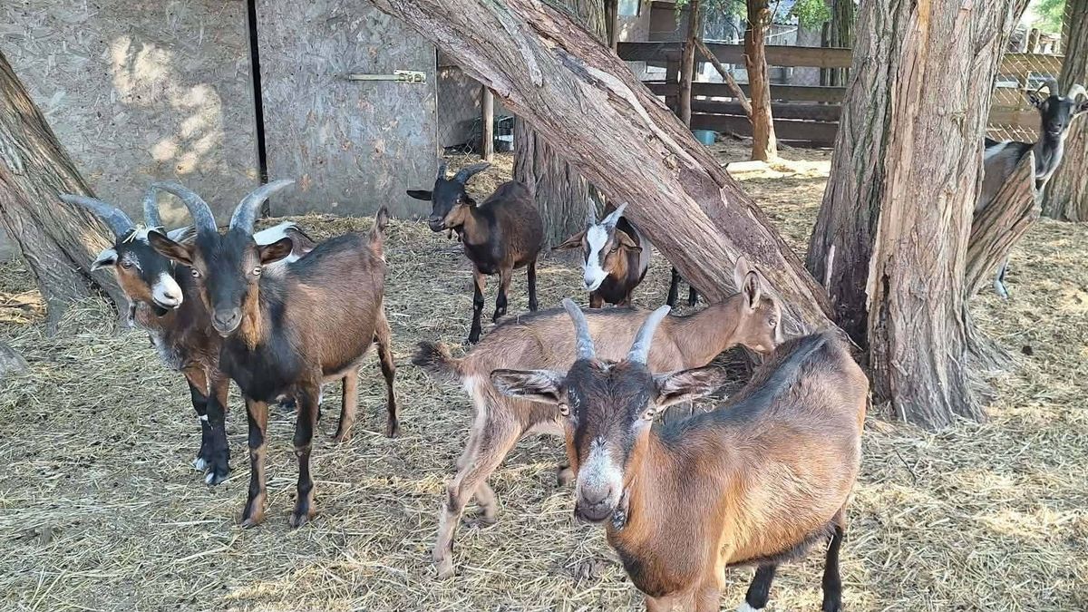 Segítségkérés: Hatalmas erővel csapott le a vihar, bajban a móri állatfarm
