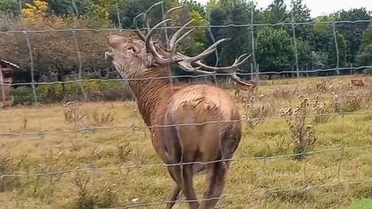 Elérkezett az az időszak a Pákozdi Pagonyban, amikor Bandi még a kerítésnek is nekimehet