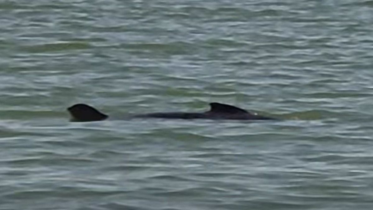 Cápának tűnt a vízből kiálló uszony, de egészen más úszott a Balatonban (videó)