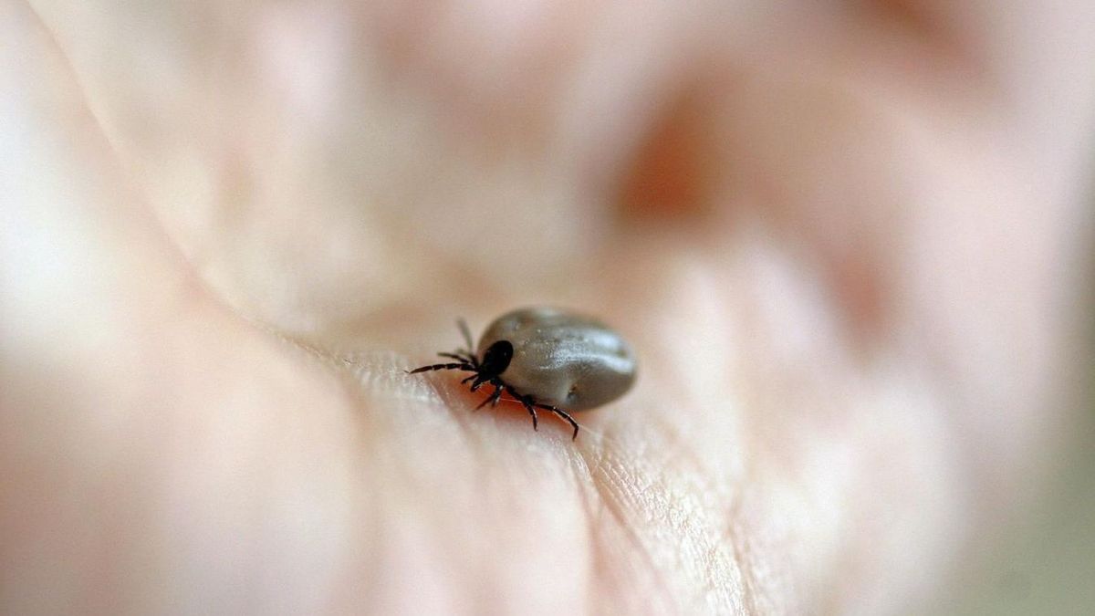 Ne tévesszen meg a hűvös idő: ősszel is támadnak a kullancsok!