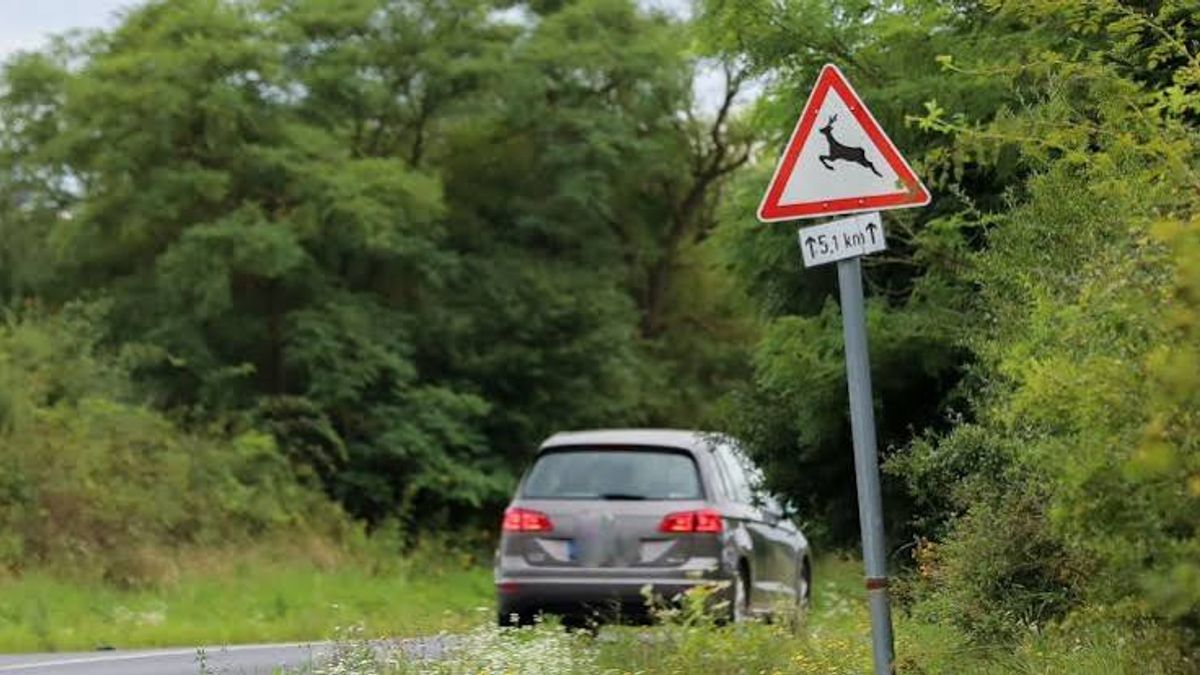 Őzet gázoltak a 63-as főúton Székesfehérvárnál