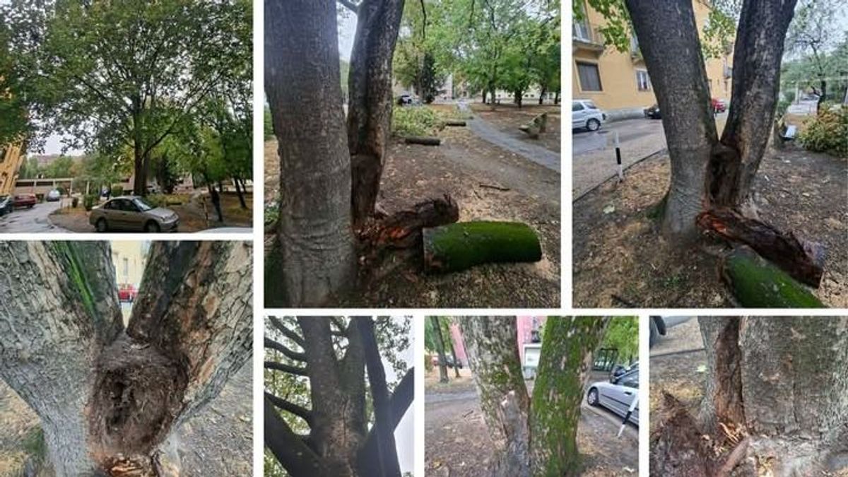 Balesetveszély Székesfehérváron: kidőlt egy fa a Prohászkán