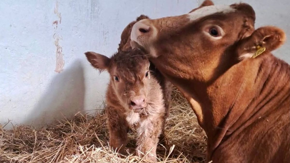 Segíts nevet választani borjúnak: cuki fotón a velencei iskola legújabb kedvence!
